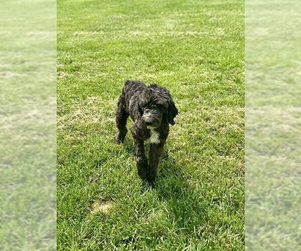 Medium Photo #3 Goldendoodle Puppy For Sale in Pacolet, SC, USA