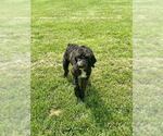 Small #2 Goldendoodle