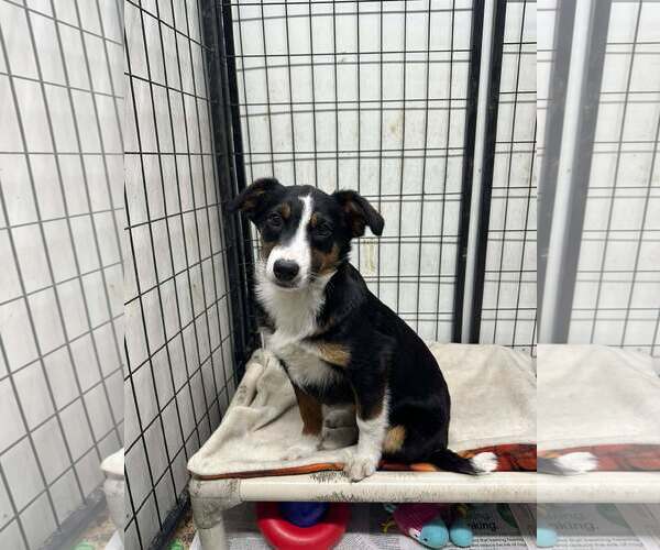 Medium Photo #3 Australian Shepherd-Unknown Mix Puppy For Sale in Mukwonago, WI, USA