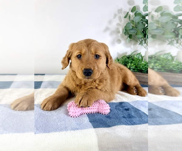 Medium Photo #5 Golden Retriever Puppy For Sale in GREENFIELD, IN, USA