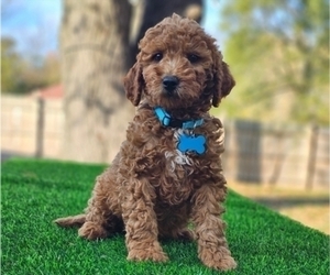 Goldendoodle Puppy for sale in INDIANAPOLIS, IN, USA