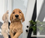 Puppy 2 Golden Retriever
