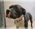 Small #1 American Pit Bull Terrier