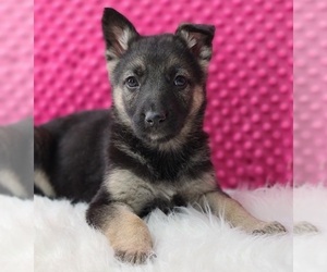 German Shepherd Dog Puppy for sale in WARREN, MA, USA