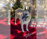 Small #6 German Shepherd Dog
