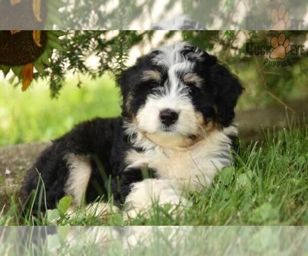 Medium Photo #12 Miniature Bernedoodle Puppy For Sale in MILLERSBURG, OH, USA