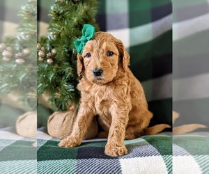 Goldendoodle Puppy for sale in CHRISTIANA, PA, USA