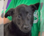 Small #4 German Shepherd Dog Mix