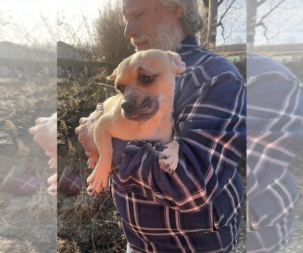 Medium Photo #39 French Bullhuahua Puppy For Sale in SPRAGGS, PA, USA