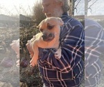 Small Photo #39 French Bullhuahua Puppy For Sale in SPRAGGS, PA, USA