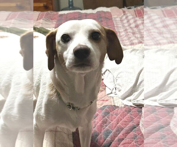 Medium Photo #2 Jack-A-Bee Puppy For Sale in Rootstown, OH, USA