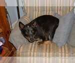 Small #1 Mutt