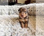 Puppy Geronimo Australian Kelpie