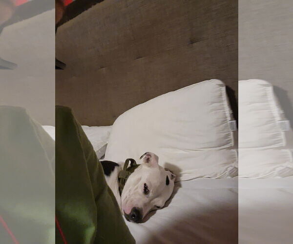 Medium Photo #2 American Pit Bull Terrier-Unknown Mix Puppy For Sale in Visalia, CA, USA