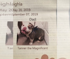 Father of the English Bulldog puppies born on 05/20/2019