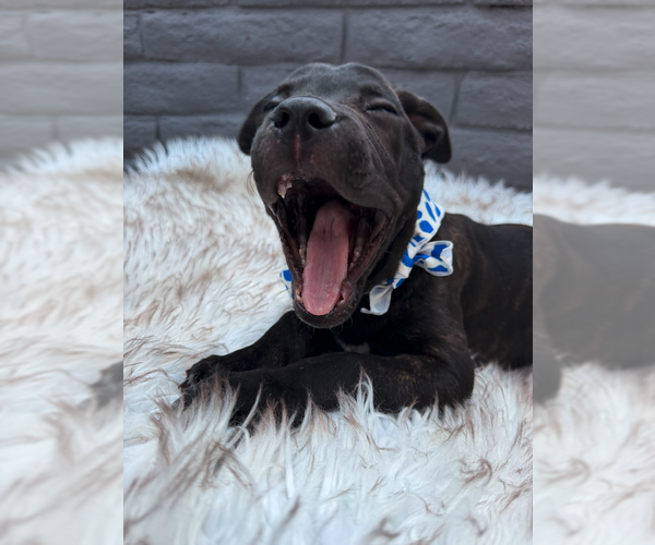 Medium Photo #4 Mutt Puppy For Sale in Goodyear, AZ, USA