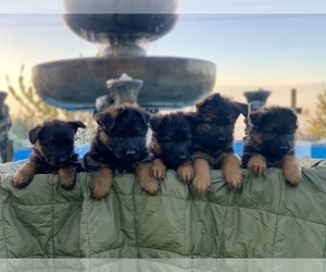 German Shepherd Dog Litter for sale in PINON HILLS, CA, USA