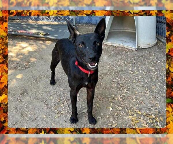 Medium Photo #1 Australian Kelpie Puppy For Sale in Ojai, CA, USA