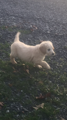 Goldendoodle Puppy for sale in CASEY CREEK, KY, USA