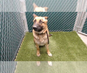 German Shepherd Dog Dogs for adoption in Downey, CA, USA