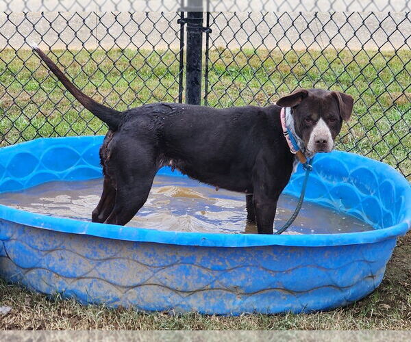 Medium Photo #2 Mutt Puppy For Sale in Evansville, IN, USA