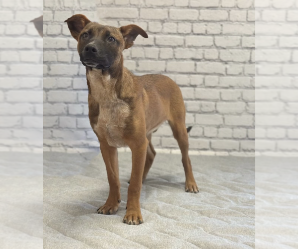 Medium Photo #1 Mutt Puppy For Sale in Evansville, IN, USA