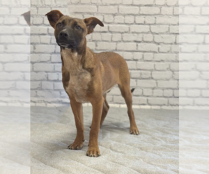 Mutt Dogs for adoption in Evansville, IN, USA