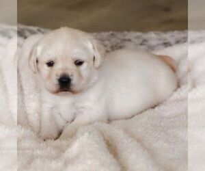 Labrador Retriever Puppy for sale in ATMORE, AL, USA