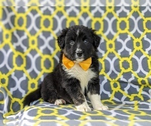 Border Collie Puppy for sale in KIRKWOOD, PA, USA