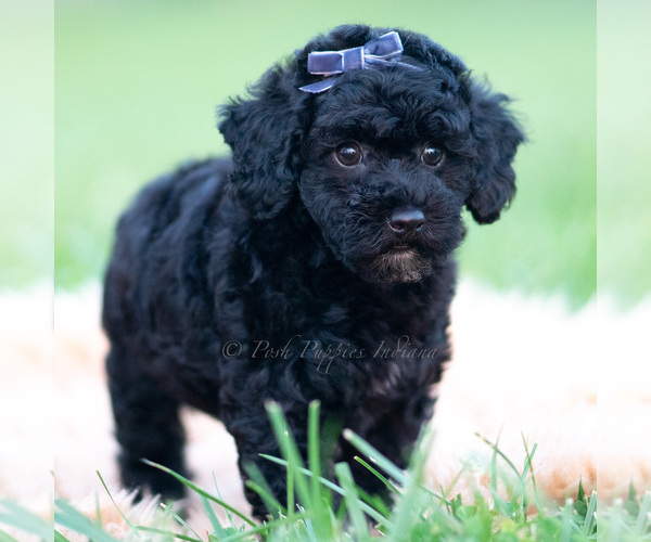 Medium Photo #52 Goldendoodle (Miniature) Puppy For Sale in WARSAW, IN, USA