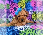 Small Photo #7 Cockapoo-Poodle (Miniature) Mix Puppy For Sale in PEACH BOTTOM, PA, USA