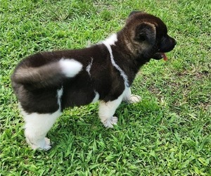 Akita Puppy for sale in ALBERTSON, NC, USA