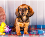 Small #5 Dachshund