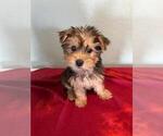 Small #3 Yorkshire Terrier