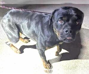 Rottweiler Dogs for adoption in Houston, TX, USA