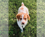 Small Photo #6 Brittany Puppy For Sale in CONDON, MT, USA