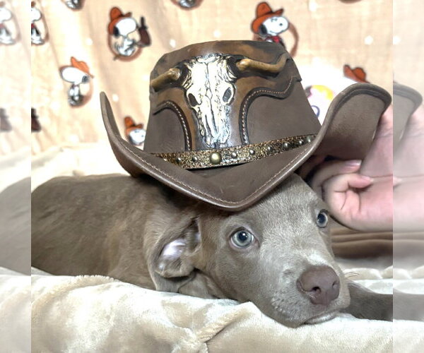 Medium Photo #1 American Pit Bull Terrier-Unknown Mix Puppy For Sale in Wetumpka, AL, USA