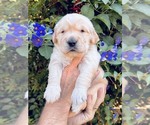 Small Golden Retriever