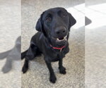 Forrest - Male German Shepherd Dog-Unknown Mix Dog for Adoption - Small photo