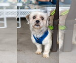 Small #4 Shih Tzu Mix