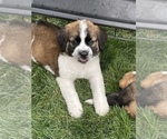 Small Photo #14 Bernese Mountain Dog-Saint Bernard Mix Puppy For Sale in NAMPA, ID, USA