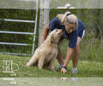 Small Photo #9 Golden Pyrenees-Poodle (Standard) Mix Puppy For Sale in ELLENBORO, NC, USA