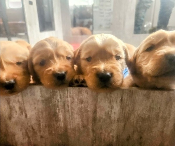 Medium Photo #6 Golden Retriever Puppy For Sale in ELMER, NJ, USA