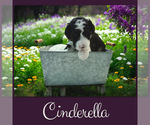 Small #2 Bernedoodle-Poodle (Standard) Mix