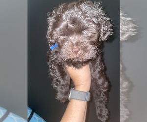 Havanese Puppy for sale in ATHENS, GA, USA