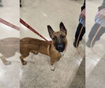 Small Photo #9 Mutt Puppy For Sale in Minneapolis, MN, USA