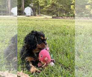 Cavalier King Charles Spaniel Puppy for sale in GREENVILLE, MO, USA