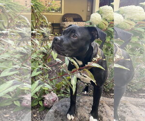 American Staffordshire Terrier Dogs for adoption in Berkeley, CA, USA