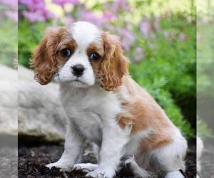 Cavalier King Charles Spaniel Puppy for sale in HONEY BROOK, PA, USA