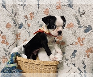 Boston Terrier Puppy for sale in RAYTOWN, MO, USA